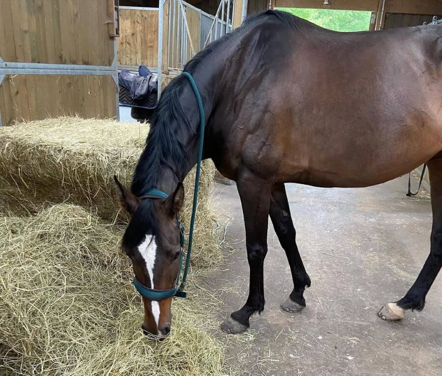 pensions pour chevaux